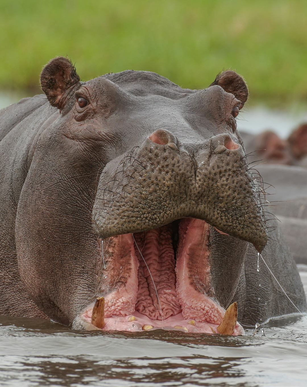 BOTSWANA
